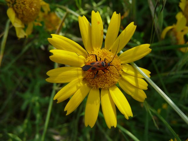Miridae: Calocoris nemoralis del Lazio