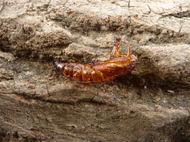 Crisalide schiusa Sesia apiformis?