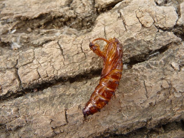 Crisalide schiusa Sesia apiformis?