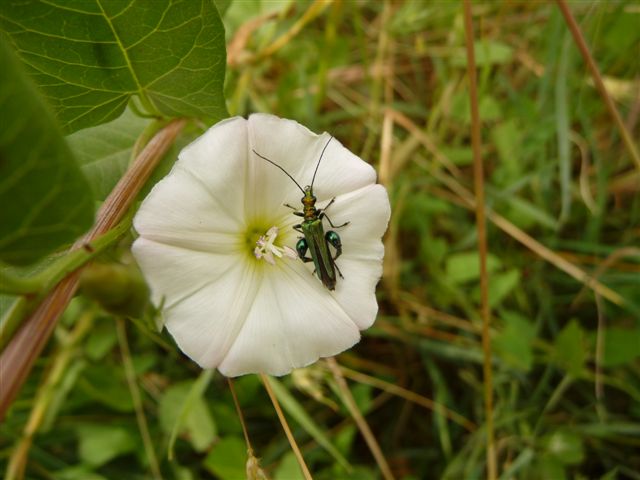 identificazione 3 Oedemeridae