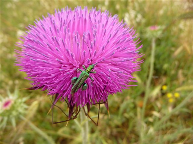 identificazione 3 Oedemeridae