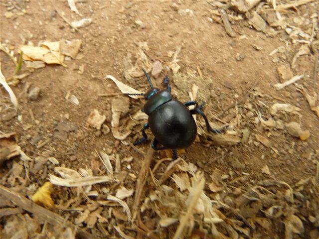 Timarcha nicaeensis e T. pratensis!!
