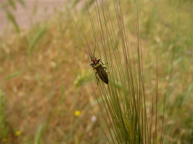 identificazione 3 Oedemeridae