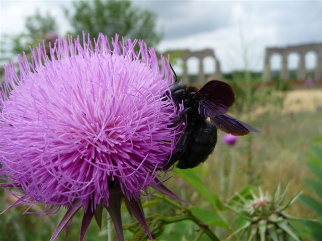 Xylocopa violacea