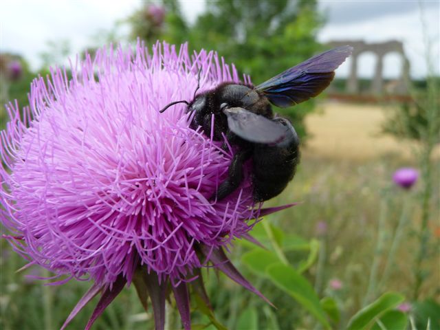 Xylocopa violacea