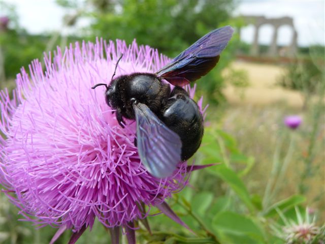 Xylocopa violacea