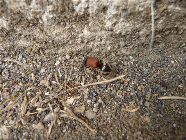 Myrmilla...??? Tropidotilla litoralis