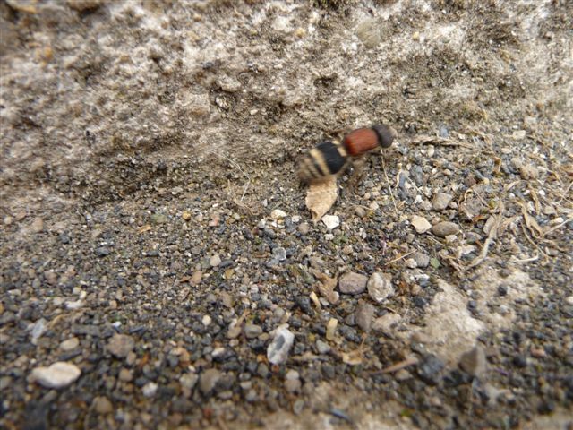 Myrmilla...??? Tropidotilla litoralis