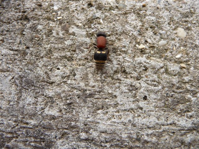 Myrmilla...??? Tropidotilla litoralis