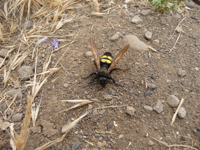 Megascolia maculata flavifrons maschio (Scoliidae)