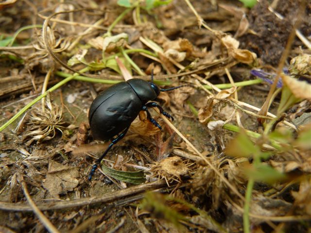 Timarcha nicaeensis e T. pratensis!!