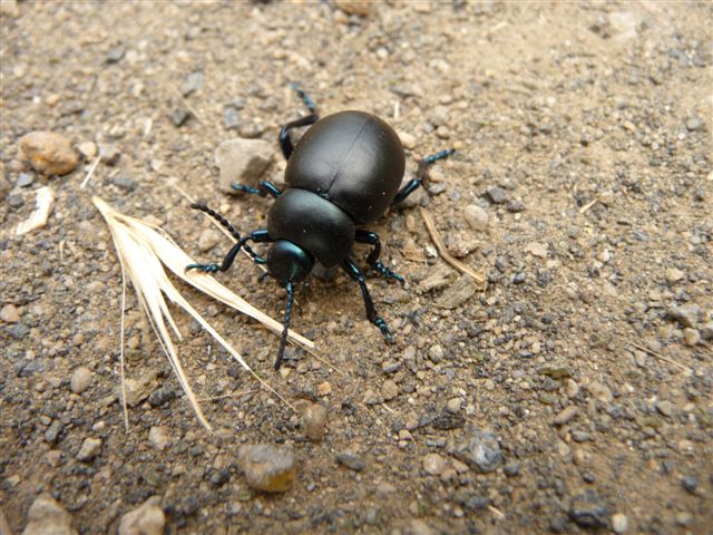 Timarcha nicaeensis e T. pratensis!!