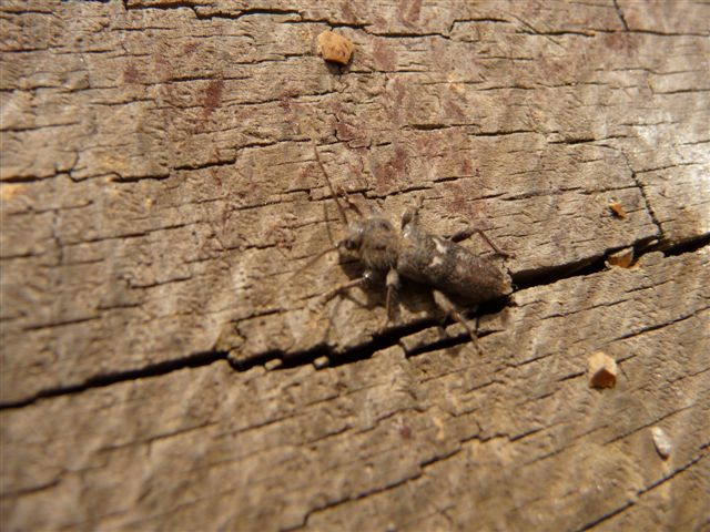 Hylotrupes bajulus