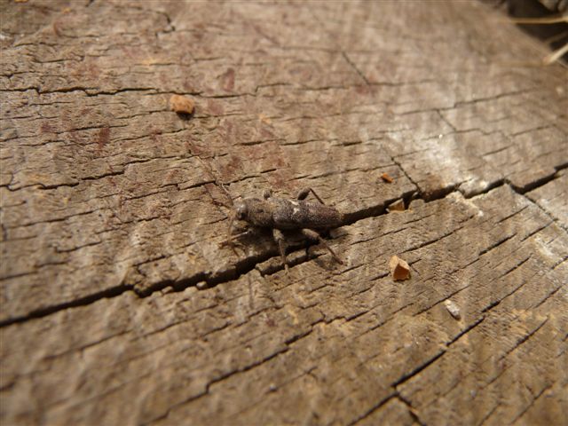 Hylotrupes bajulus