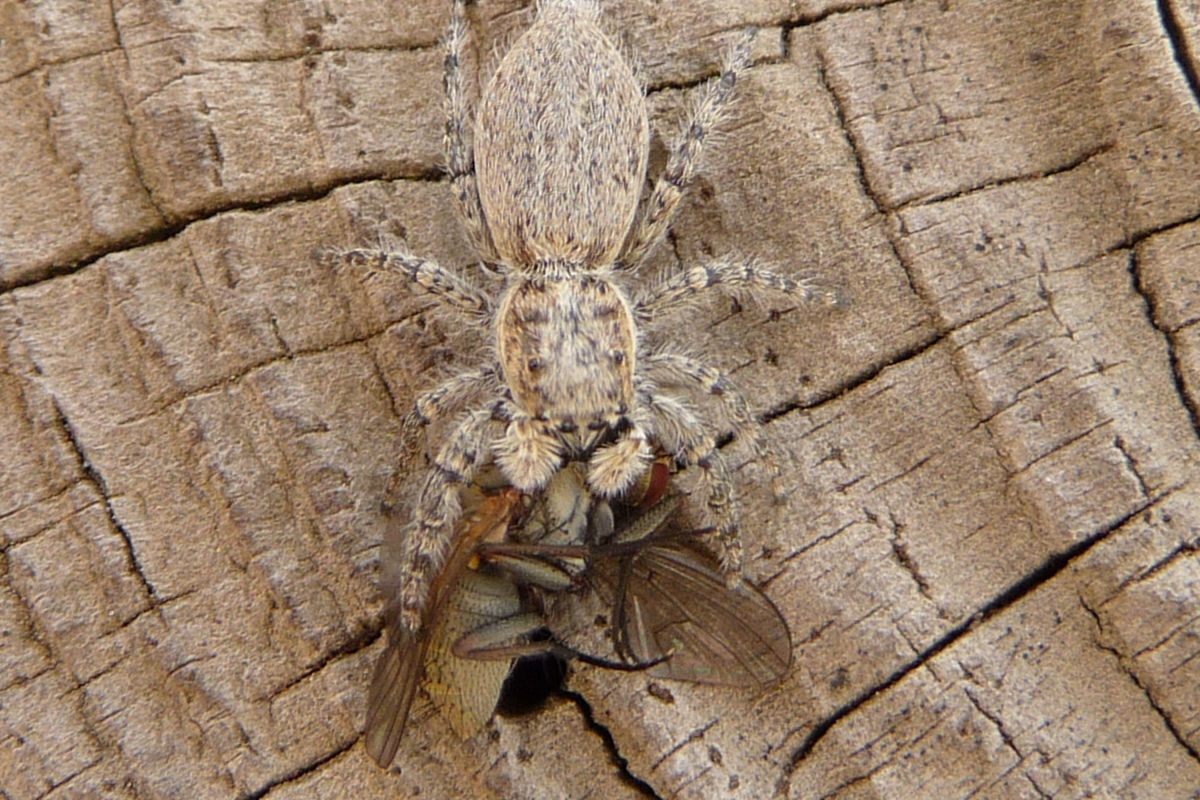 Menemerus sp.