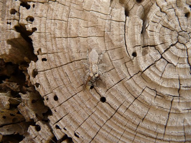Menemerus sp.