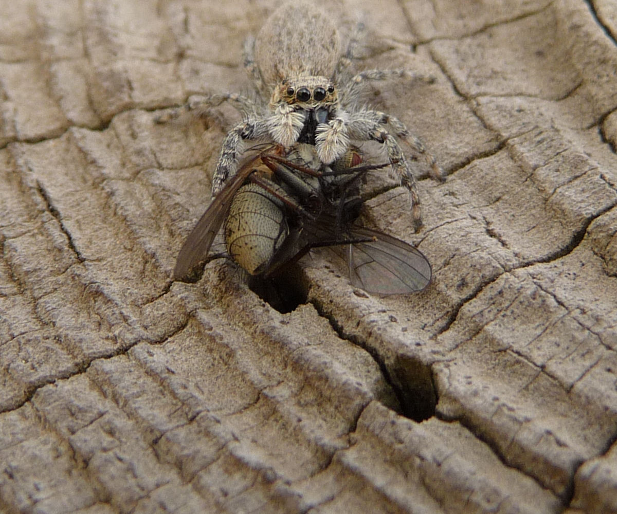 Menemerus sp.