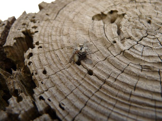 Menemerus sp.