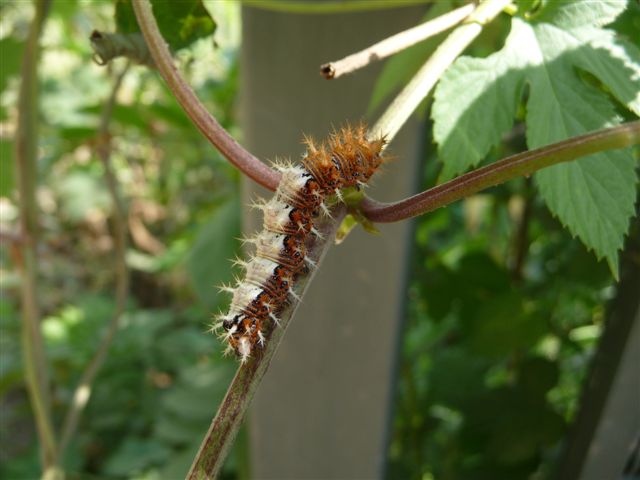 Identificazione bruco - Polygonia c-album