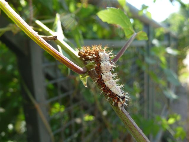 Identificazione bruco - Polygonia c-album