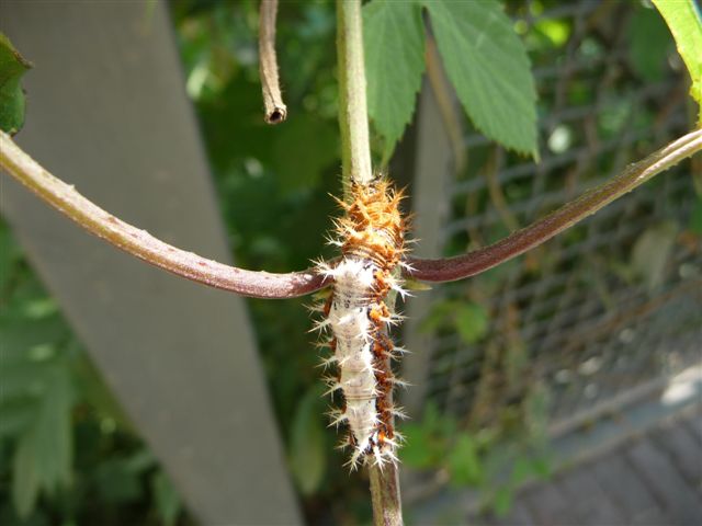 Identificazione bruco - Polygonia c-album