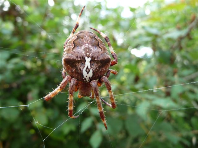 Araneus angulatus