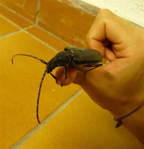 Cerambyx welensii (Cerambycidae)