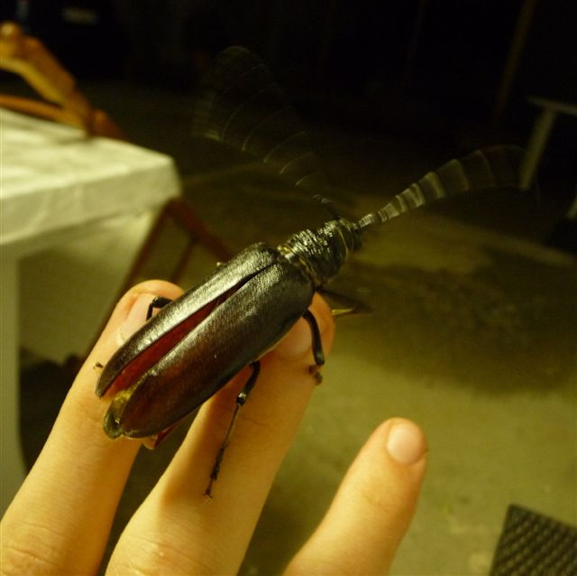 Cerambyx welensii (Cerambycidae)