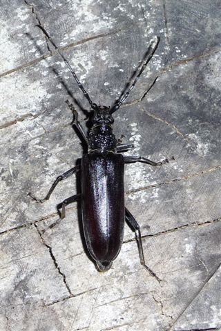 Cerambyx welensii (Cerambycidae)