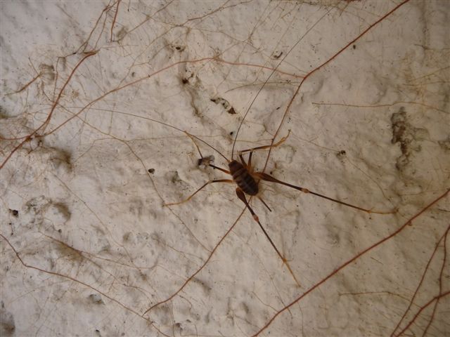 Dolichopoda cf. geniculata