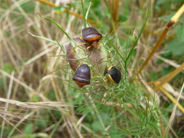 Pentatomidae: Ventocoris rusticus nei dintorni di Roma