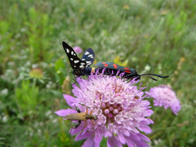 Strano: accoppiamento tra 2 specie diverse...