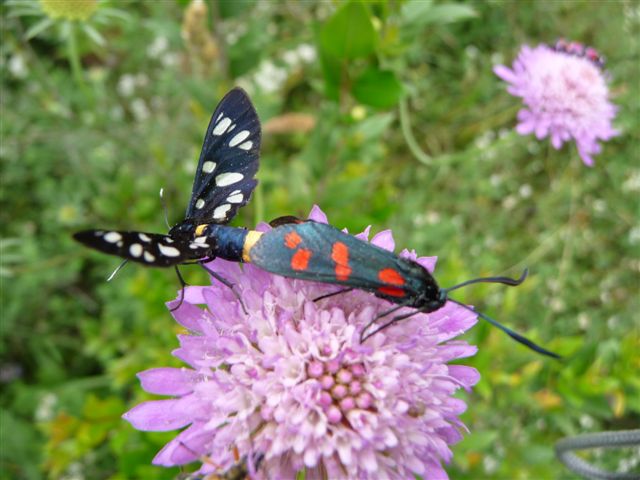 Strano: accoppiamento tra 2 specie diverse...