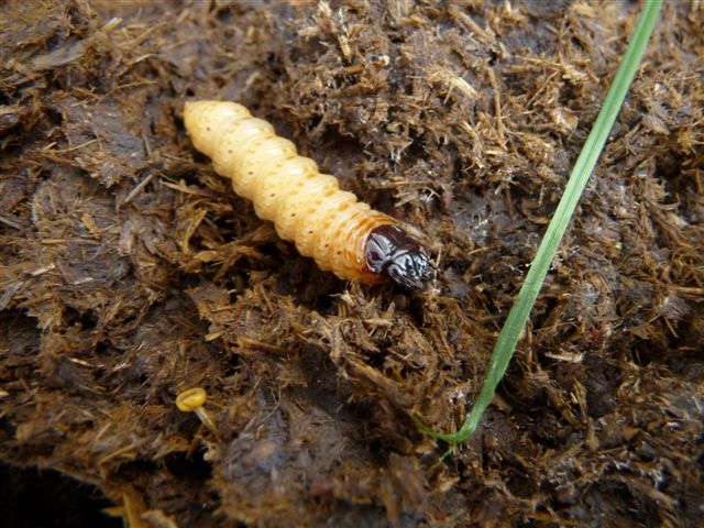 Identificazione larva