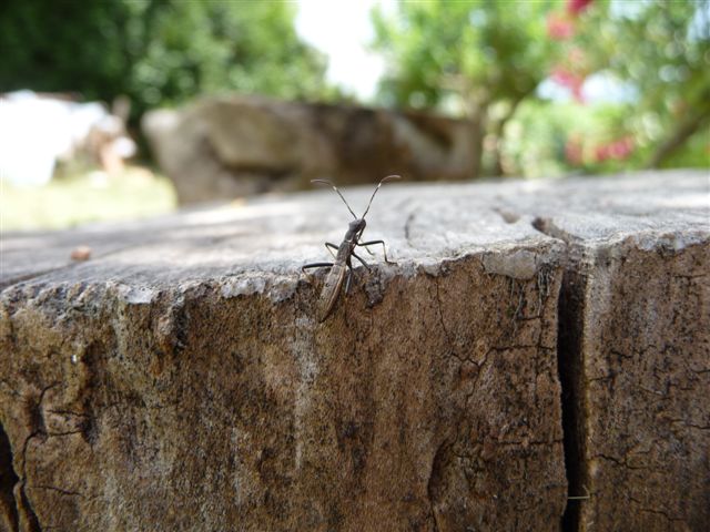 Alydidae: Micrelytra fossularum delle colline fiorentine