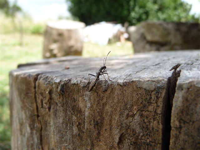 Alydidae: Micrelytra fossularum delle colline fiorentine