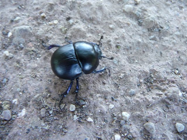 Jekelius intermedius?