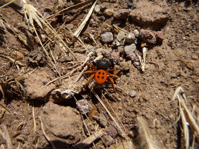 Eresus sp.
