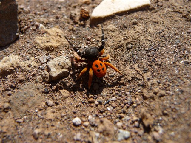 Eresus sp.