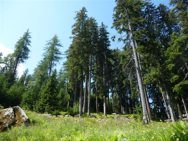 Insetti della Val di Sole - Dolomiti di Brenta