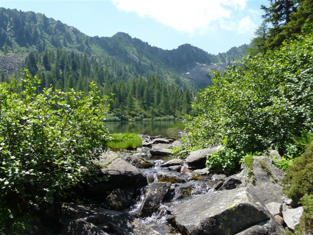 Insetti della Val di Sole - Dolomiti di Brenta