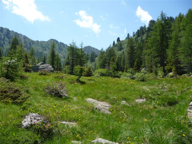 Insetti della Val di Sole - Dolomiti di Brenta