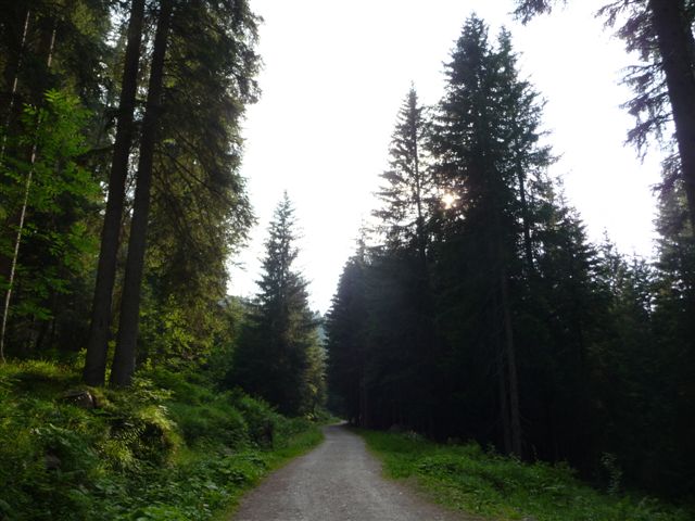 Insetti della Val di Sole - Dolomiti di Brenta