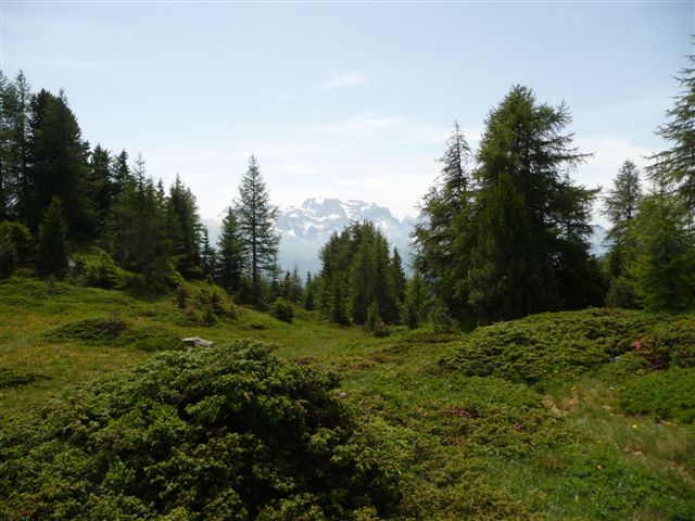 Insetti della Val di Sole - Dolomiti di Brenta