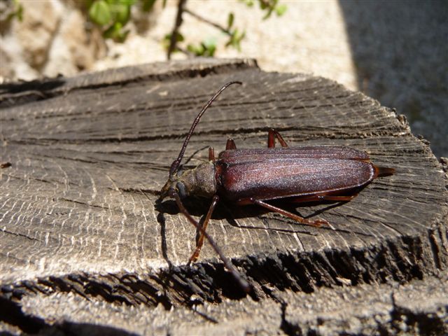 da identificare.... Aegosoma scabricorne