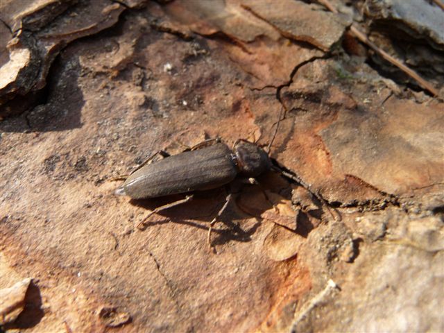 Asemum striatum? No, Arhopalus (Cerambycidae)