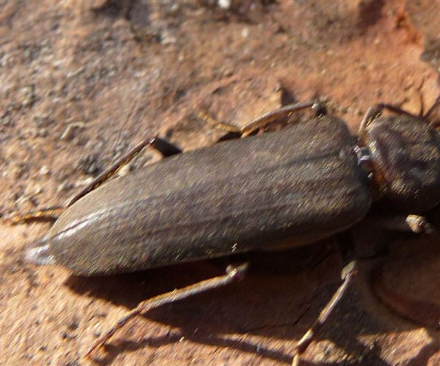 Asemum striatum? No, Arhopalus (Cerambycidae)