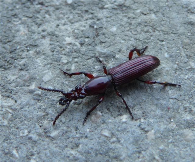 Misteriosi coleotteri notturni... Amorphocephala coronata!!!