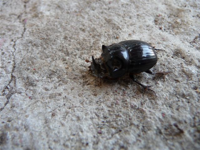 Copris lunaris (Scarabaeidae)