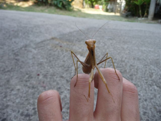 Mantis religiosa
